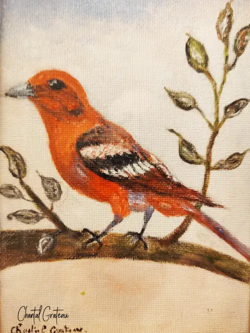 Oiseau Piranga à dos rayé 17x12